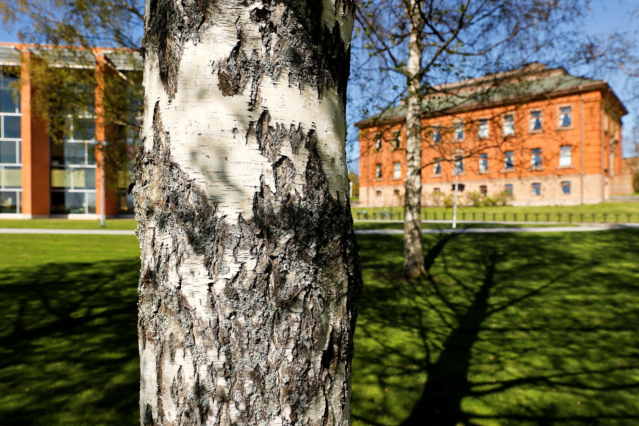 Koivupuu ja taustalla näkyvä Konttori-rakennus