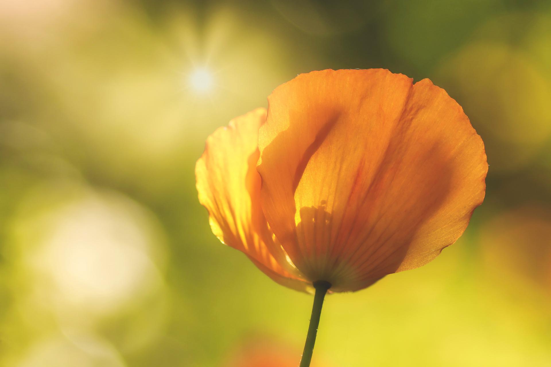 Aurinko paistaa oranssin unikon takaa