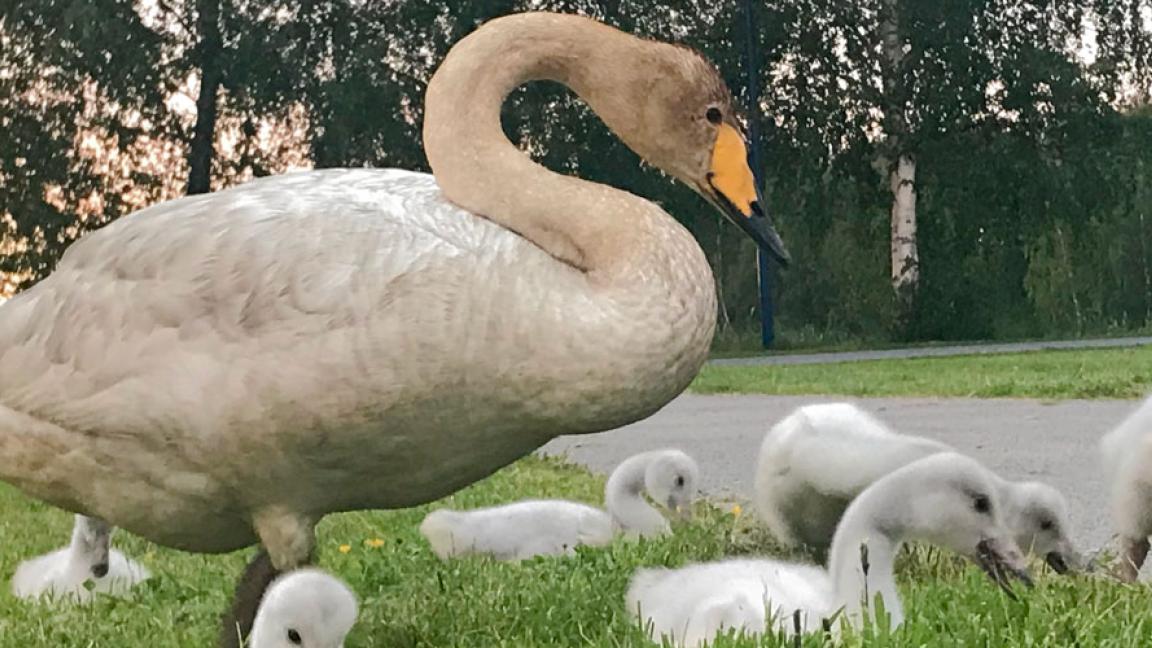 Whooper swan with ducklings
