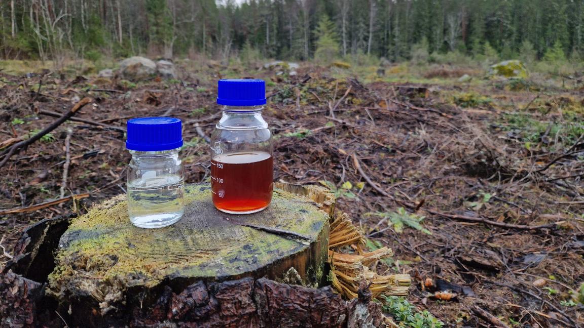 Kuvituskuva: biopolttoaine ja metsä.