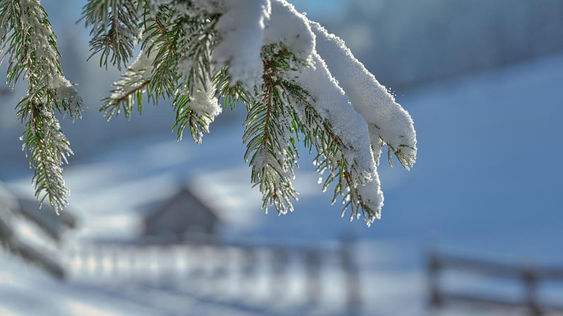 Luminen havupuunoksa kevätauringossa