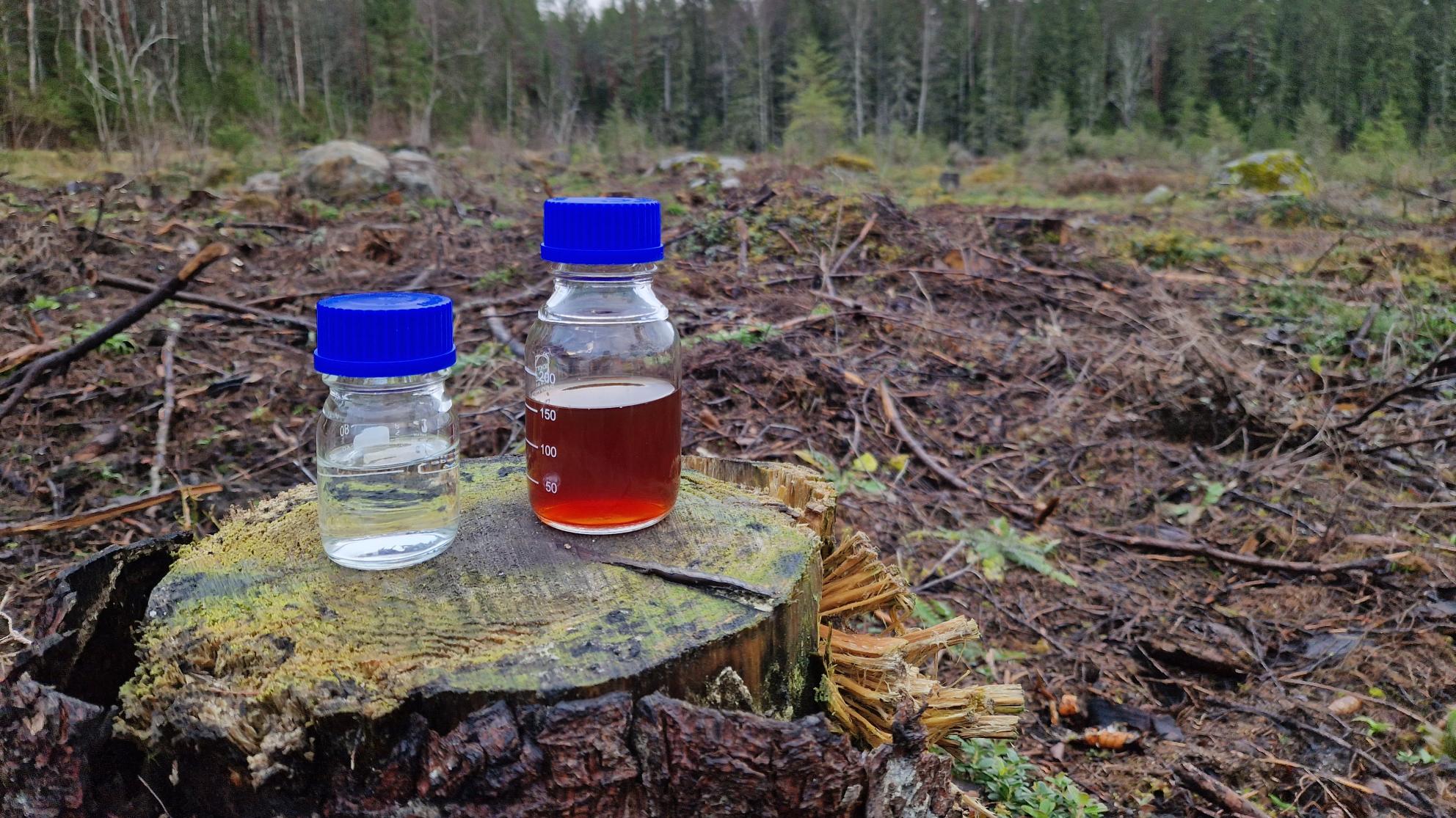 Kuvituskuva: biopolttoaine ja metsä.