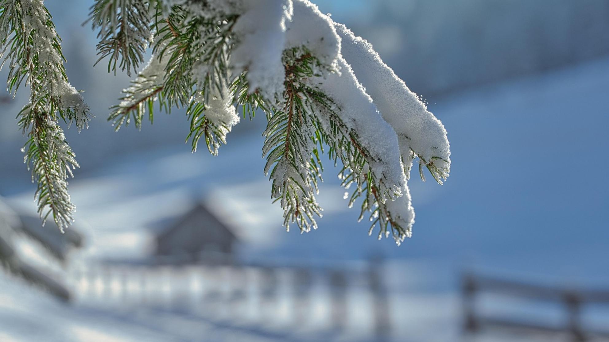 Luminen havupuunoksa kevätauringossa