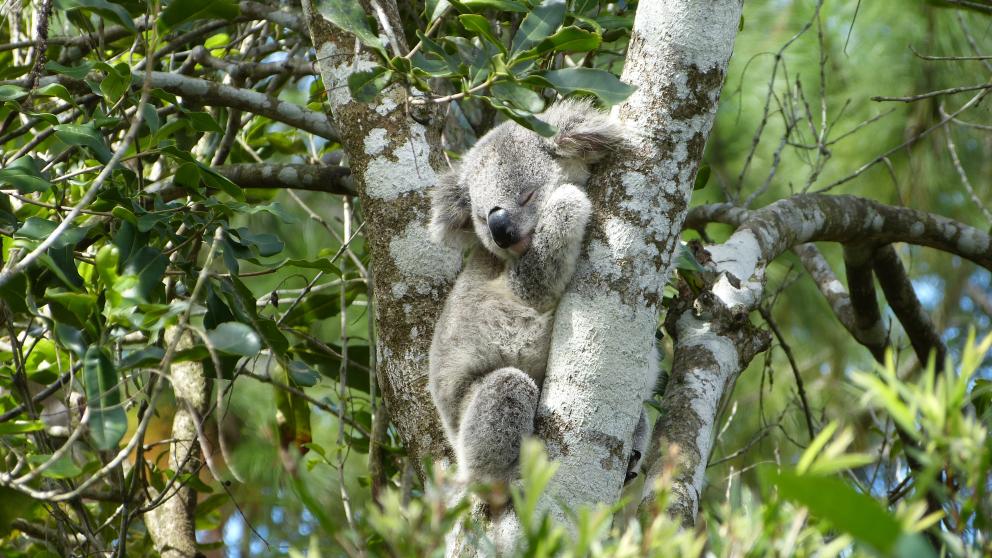 koala puussa