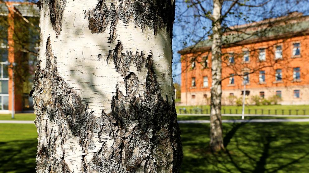 Koivupuu ja taustalla näkyvä Konttori-rakennus