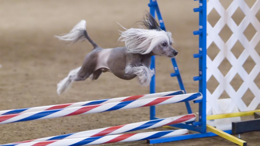 small dog jumping over hurdles