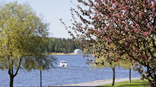 Kesäinen maismakuva kampukselta