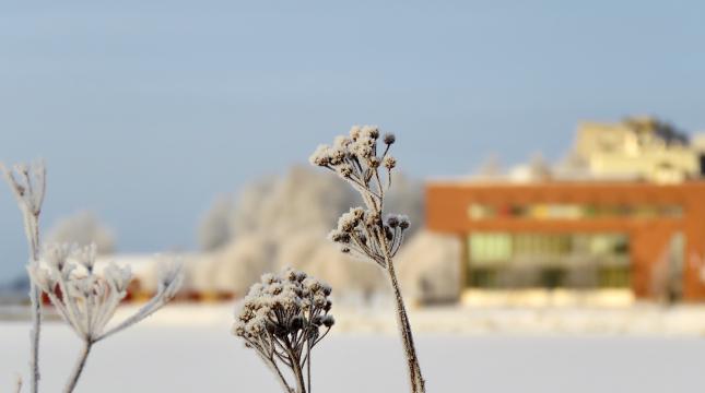 Jäisiä kasveja yliopiston kampuksella