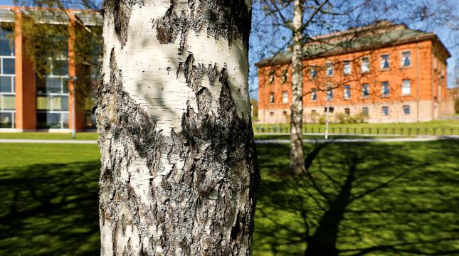 Koivupuu ja taustalla näkyvä Konttori-rakennus