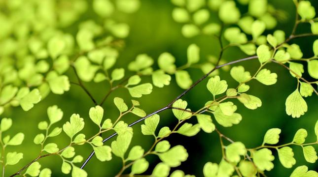 Green leaves