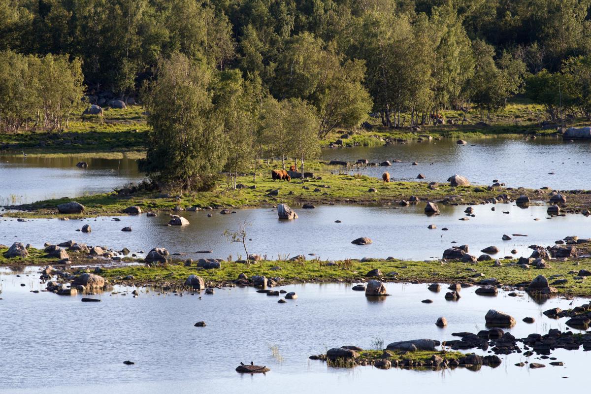 Merenkurkku kuva Vaasan kaupunki