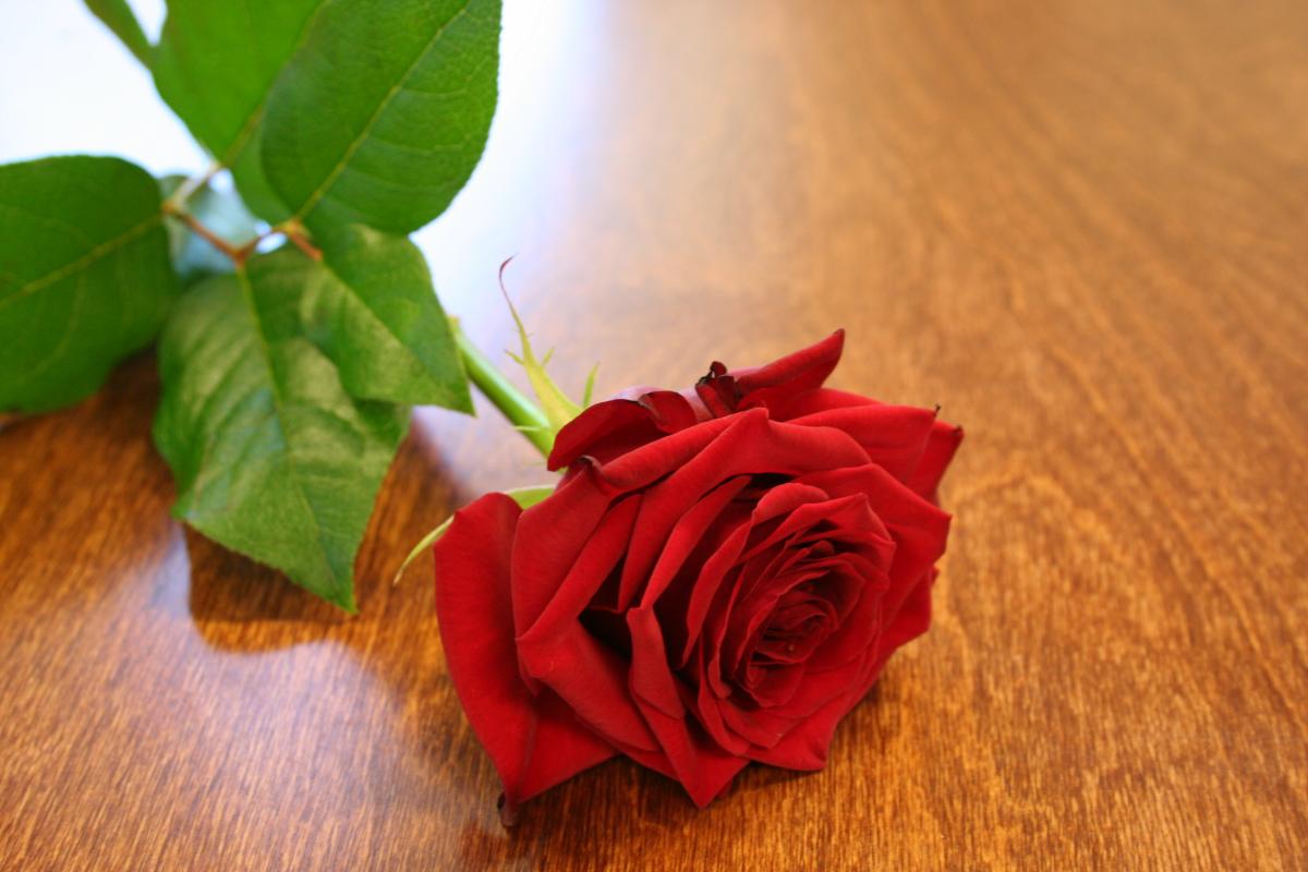 Yksi punainen ruusu pöydällä