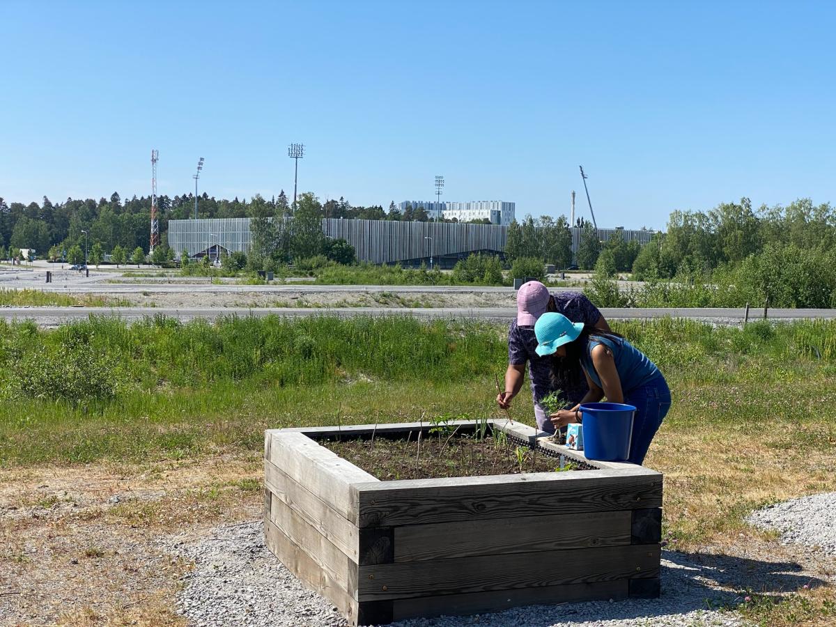 Pariskunta puutarhalaatikolla