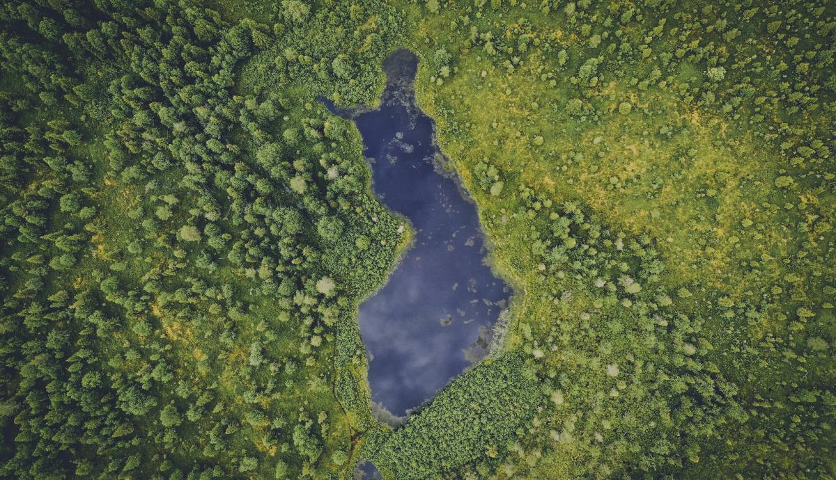 Metsämaisema