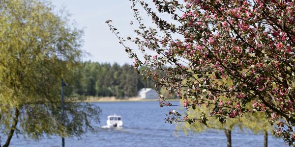 Kesäinen maismakuva kampukselta