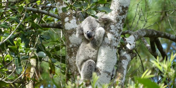 koala puussa