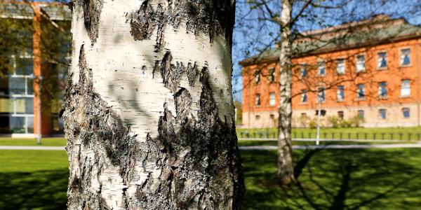 Koivupuu ja taustalla näkyvä Konttori-rakennus