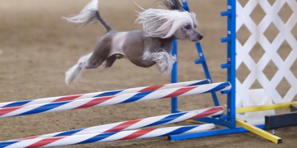 small dog jumping over hurdles