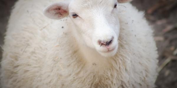 lammas