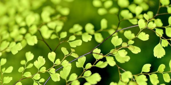 Green leaves