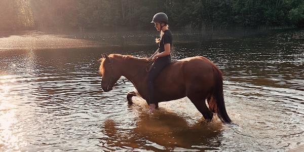 hevonen vedessä