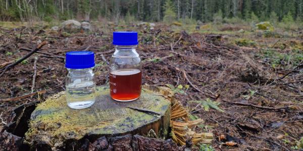 Kuvituskuva: biopolttoaine ja metsä.