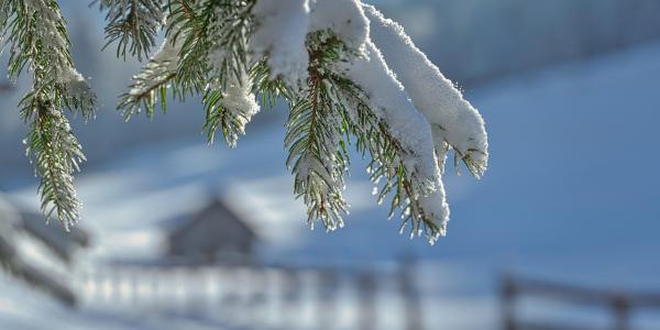 Luminen havupuunoksa kevätauringossa